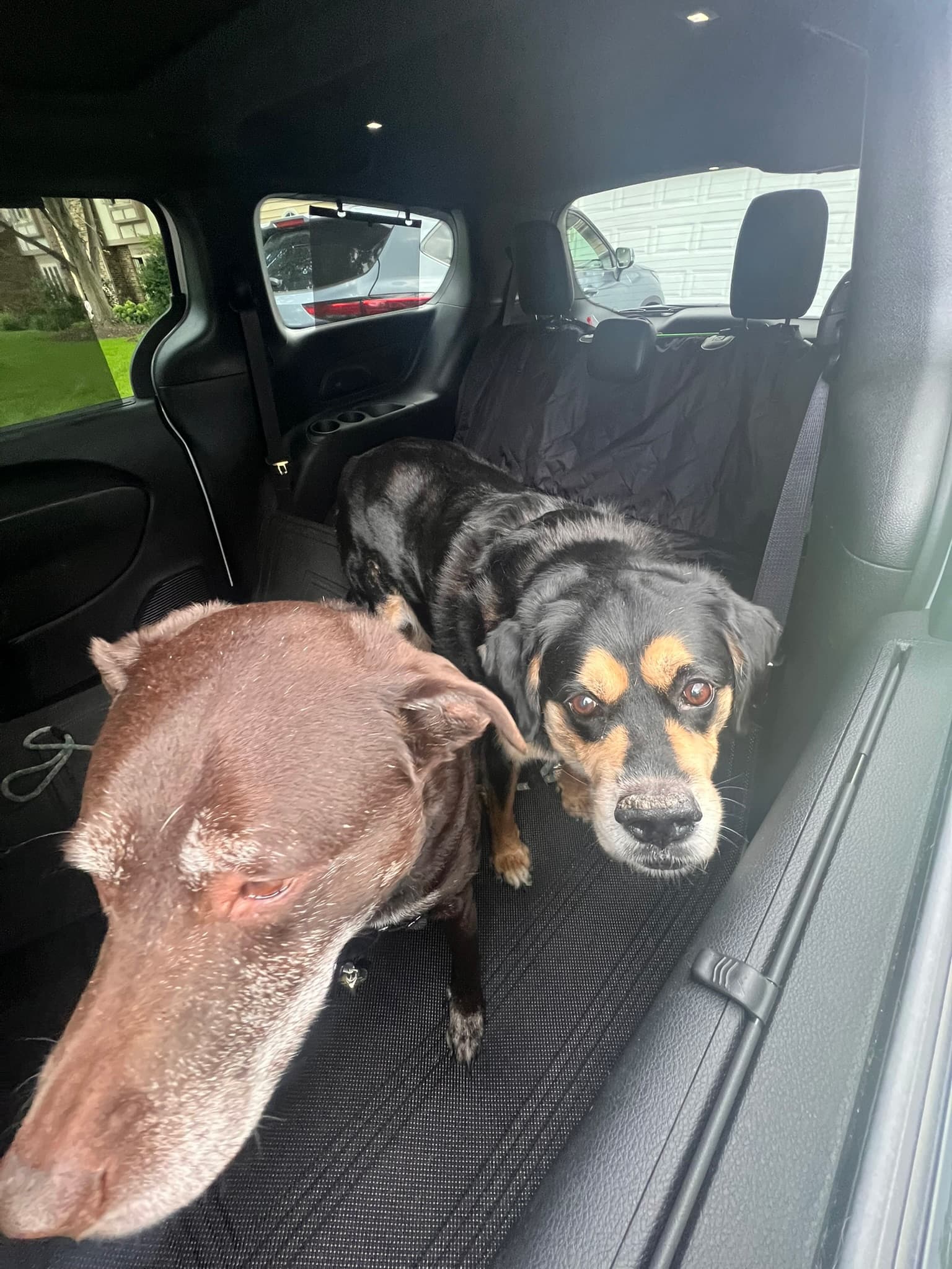 Happy dog riding comfortably during PAX pet transport