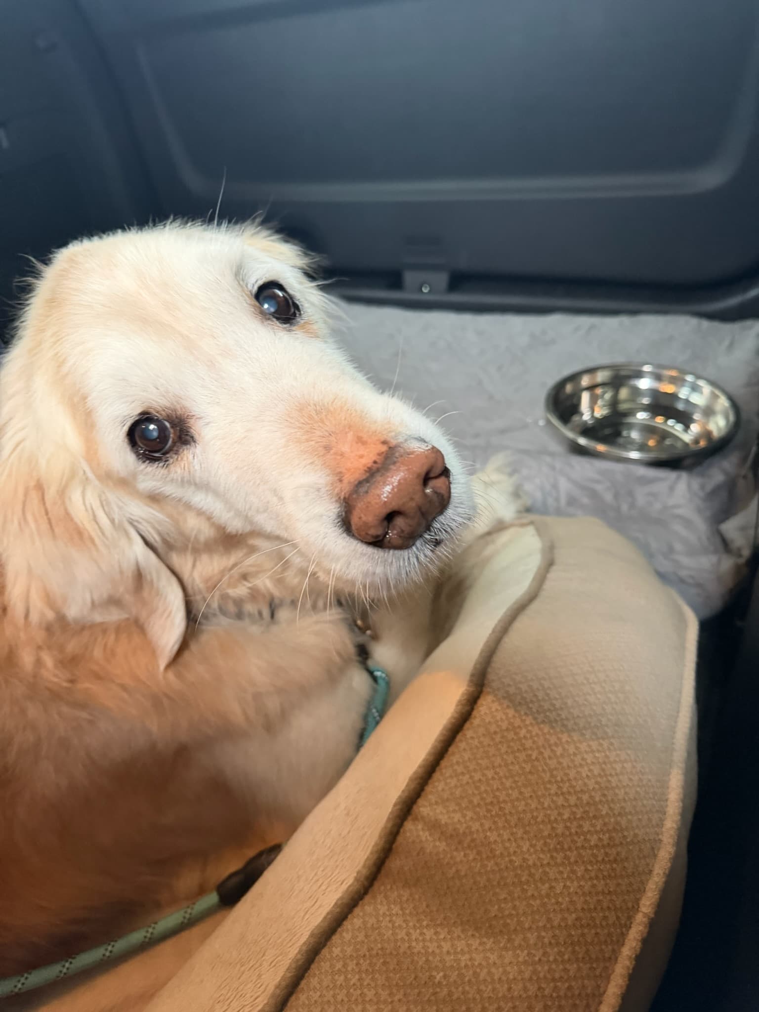 Pet handler caring for a dog during a long-distance move