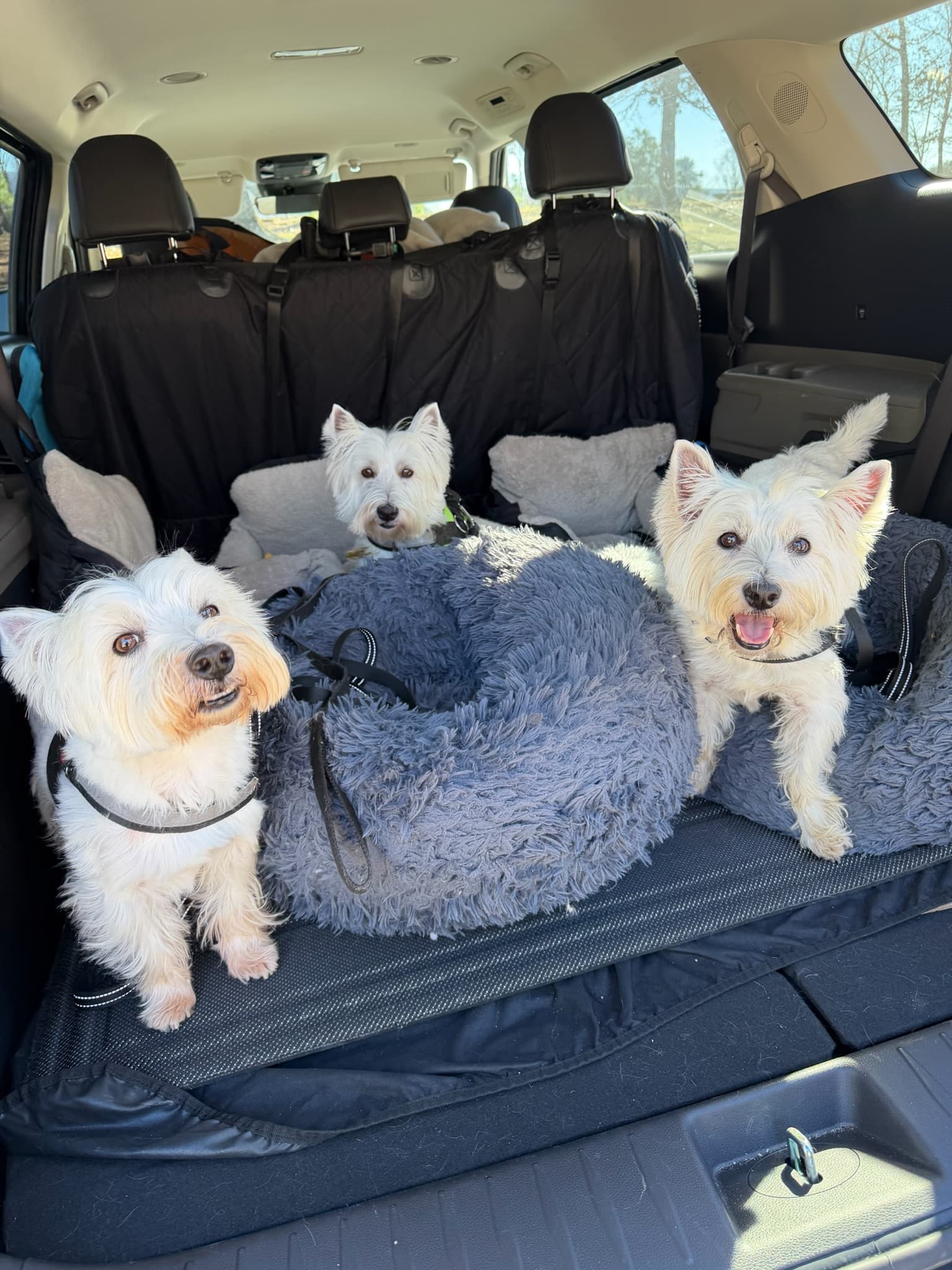 Dog relaxing in a climate-controlled transport vehicle