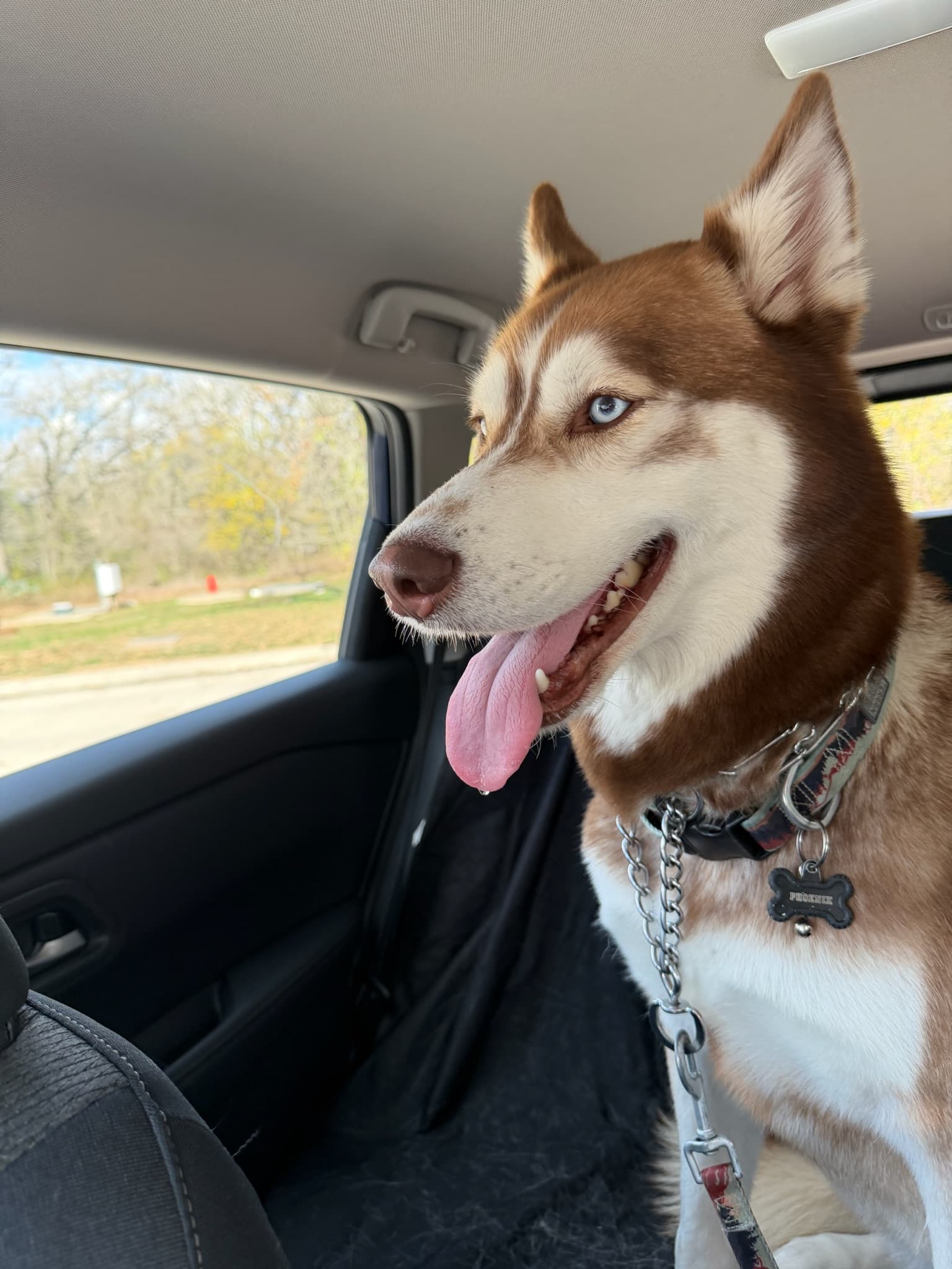 Friendly dog enjoying a rest stop on a cross-country trip
