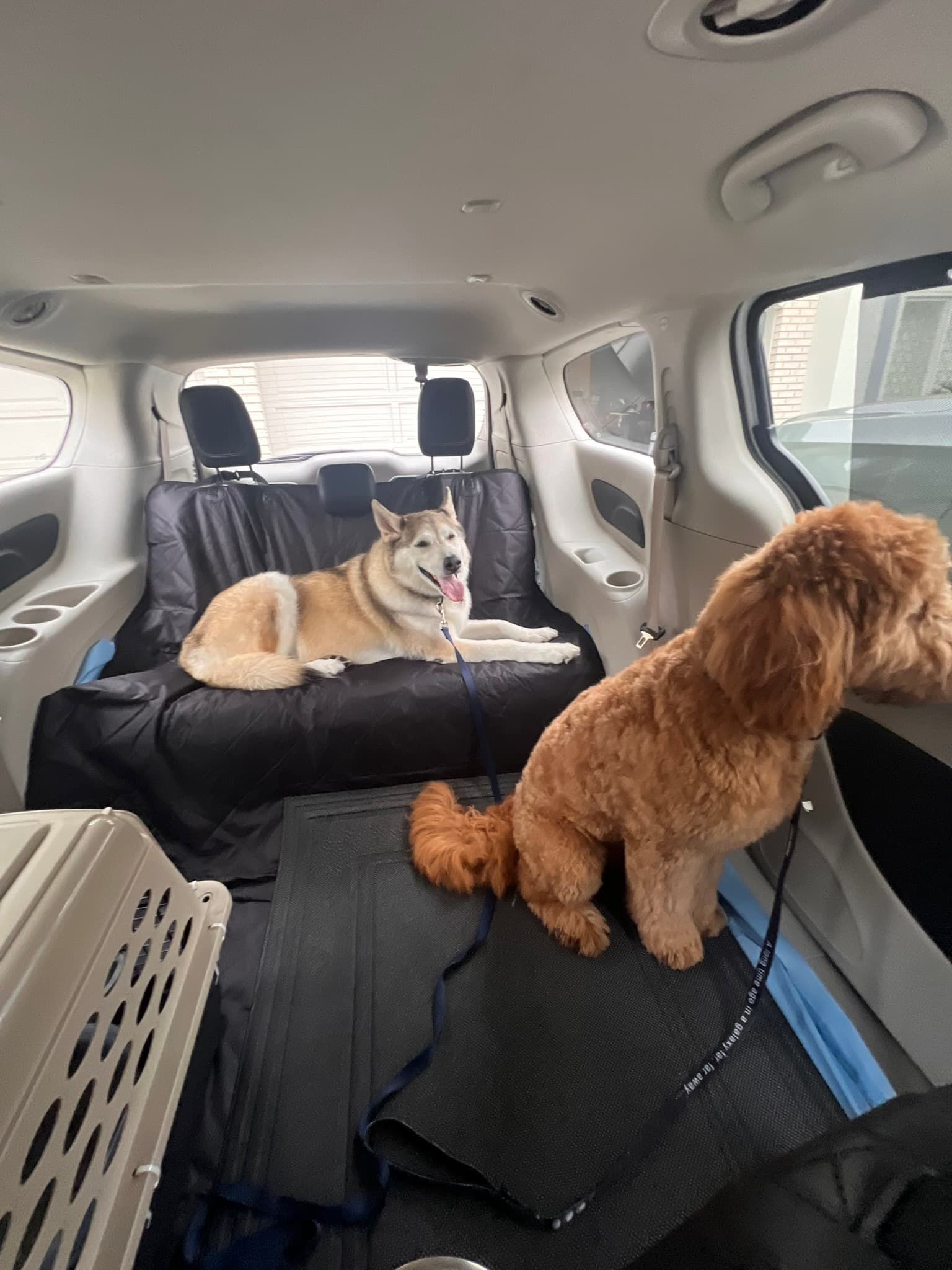 Small dog being safely transported by a PAX driver