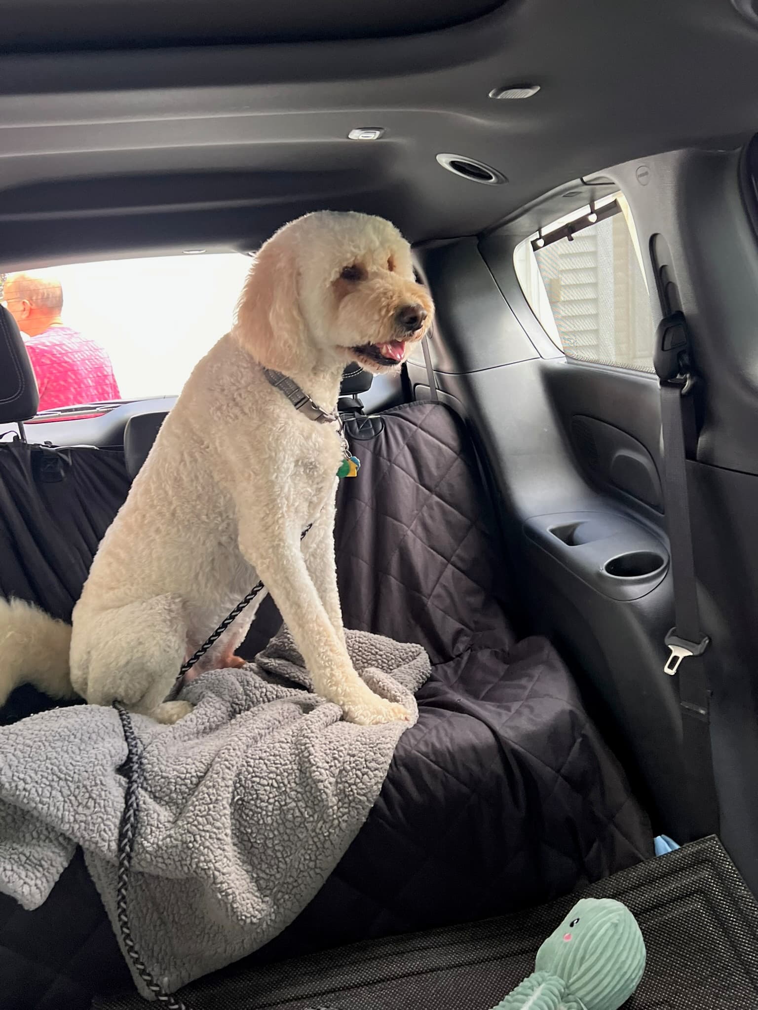 Dog looking out the window during ground pet transport