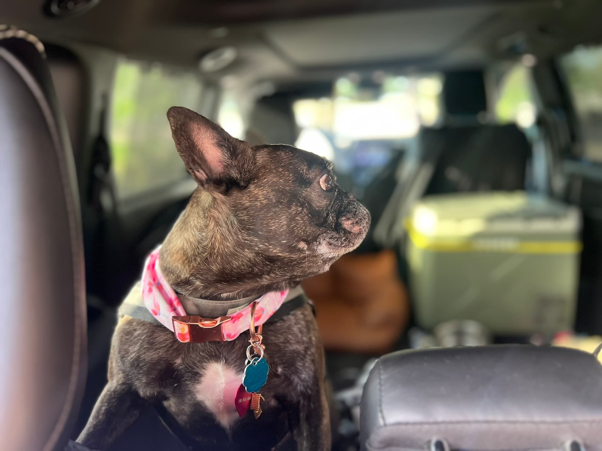 Pet receiving one-on-one attention from a PAX driver