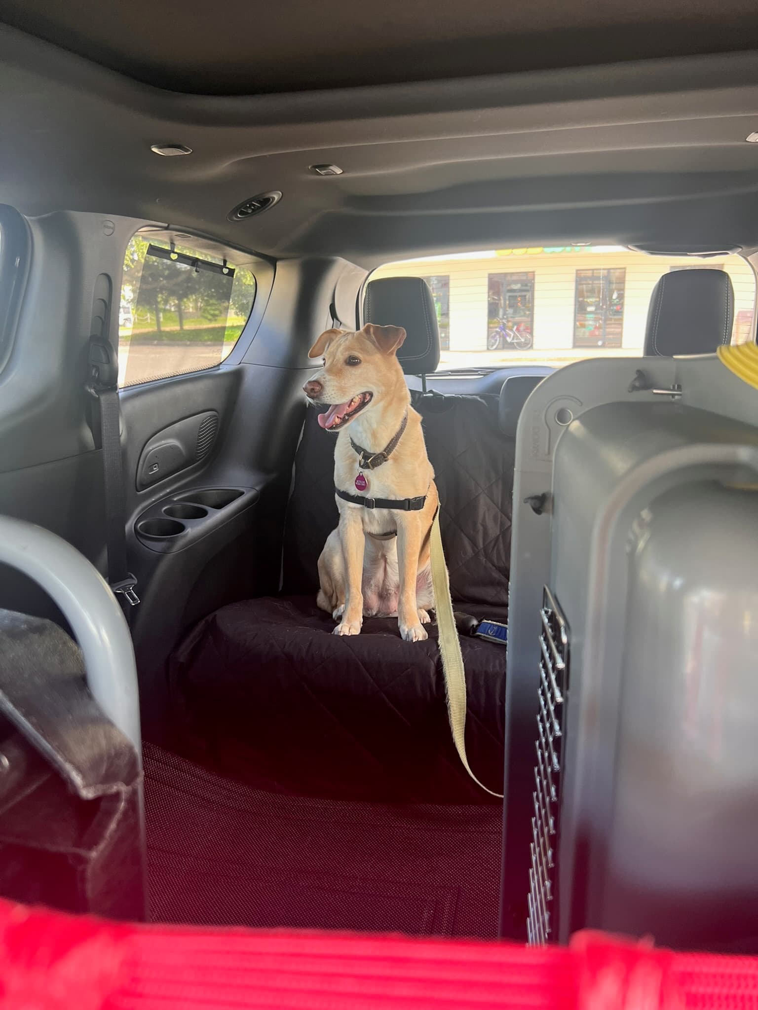 Dog arriving safely at its new home after transport