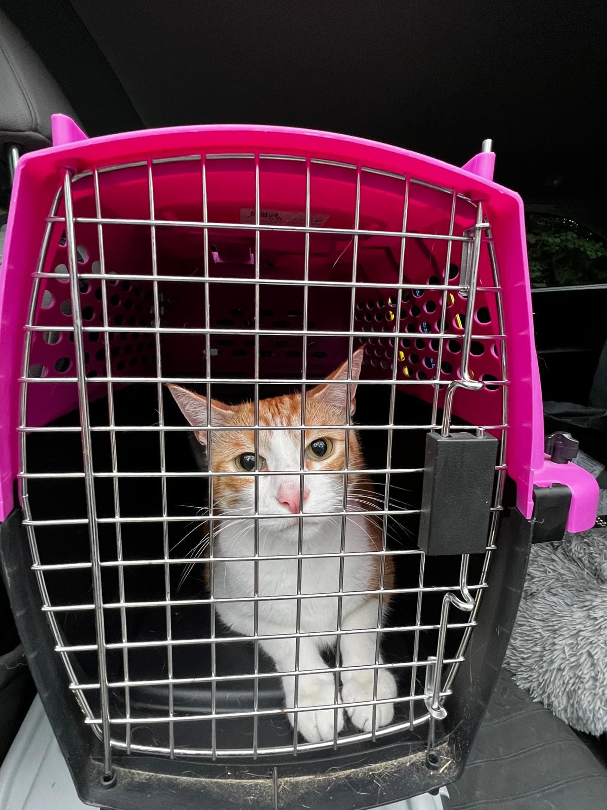 Cat riding calmly in a carrier during door-to-door PAX ground pet transport
