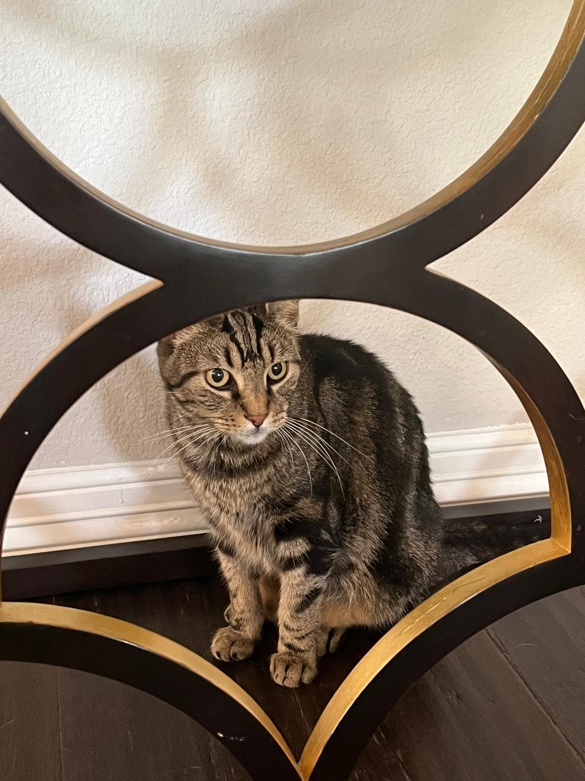 Tabby cat at home before a PAX cross-country pet transport pickup