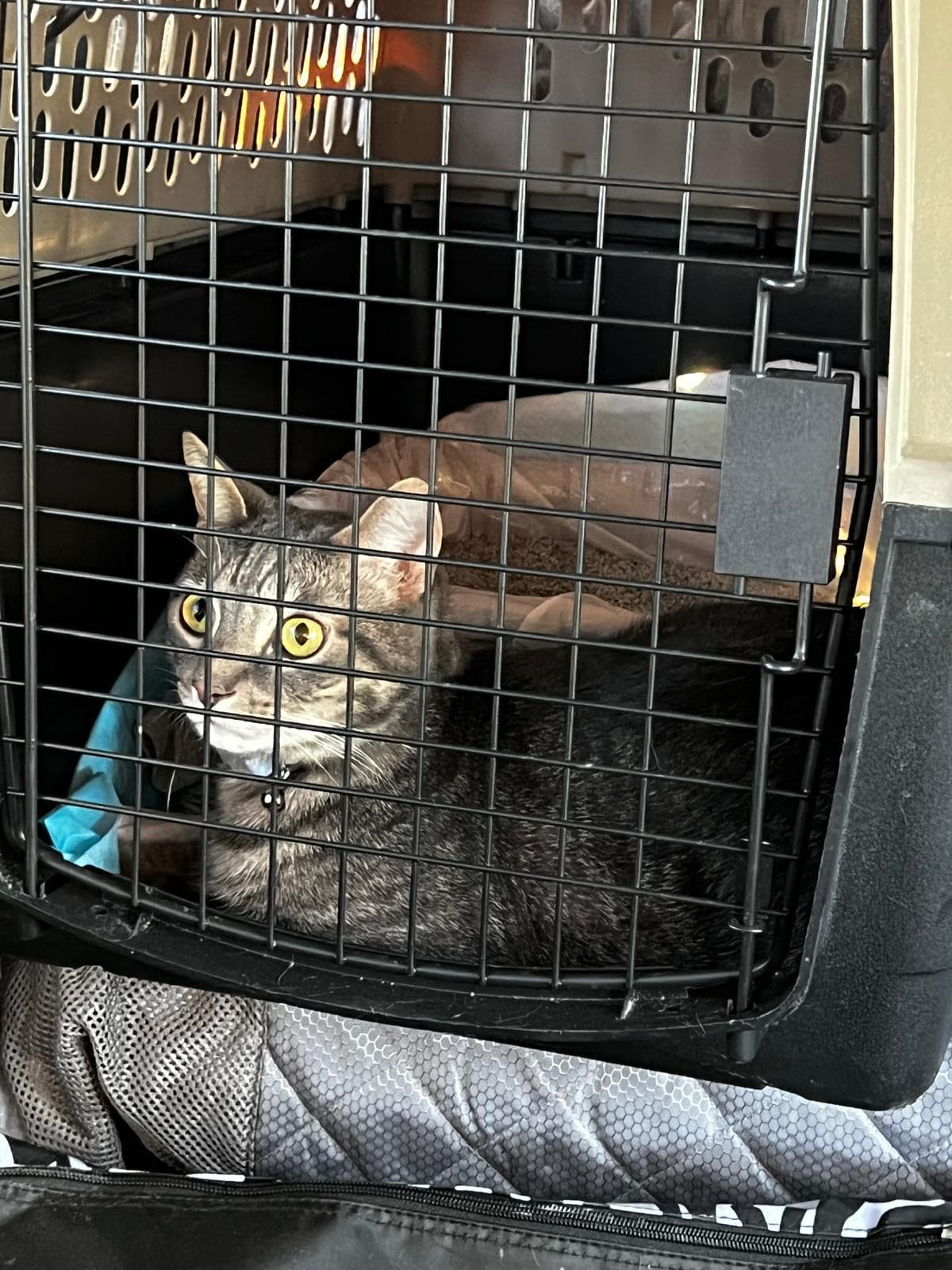 Cat settled in a travel crate for climate-controlled PAX ground pet transport
